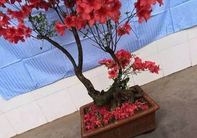 这棵杜鹃盆景怎么修剪？剪错一刀等10年