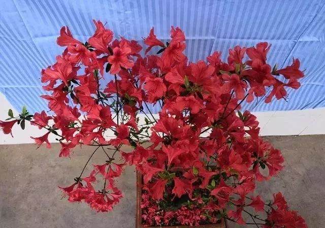 这棵杜鹃盆景怎么修剪？剪错一刀等10年