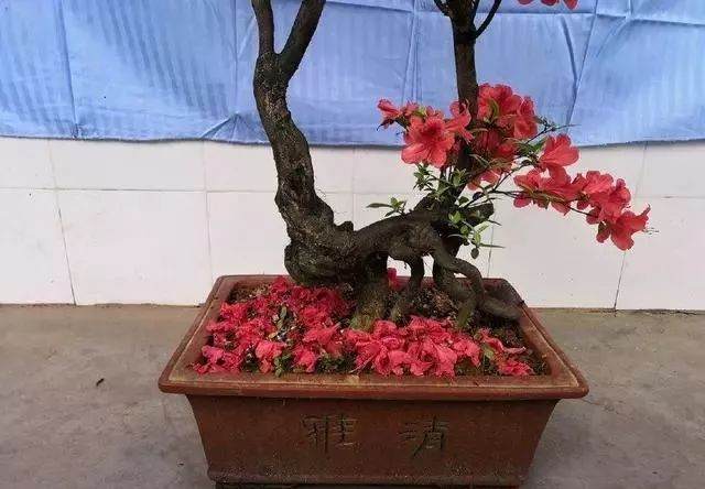 这棵杜鹃盆景怎么修剪？剪错一刀等10年