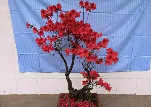 这棵杜鹃盆景怎么修剪？剪错一刀等10年