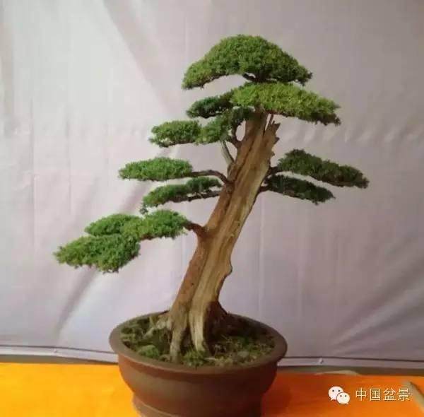 盆景帝国的基础课程回顾