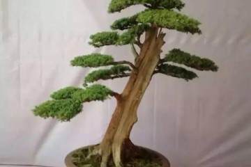 盆景帝国的基础课程回顾