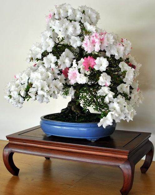 盆景杜鹃花经常落叶怎么办？1招就解决