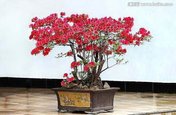 盆景杜鹃花经常落叶怎么办？1招就解决
