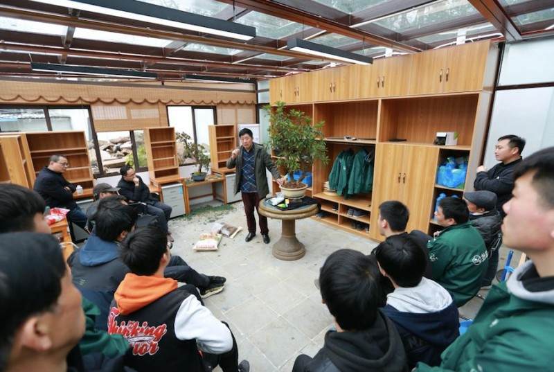 杜鹃盆景的修剪和换盆