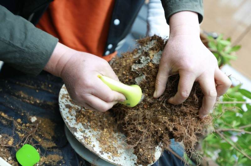 杜鹃盆景的修剪和换盆