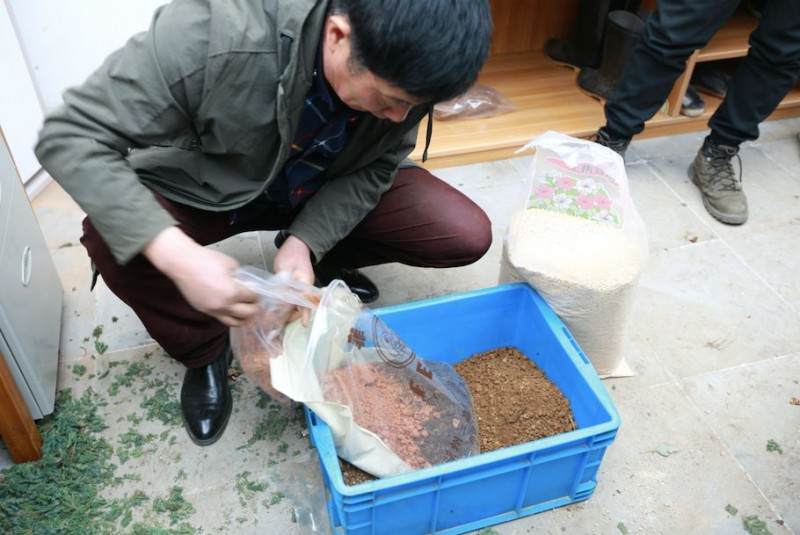 杜鹃盆景的修剪和换盆