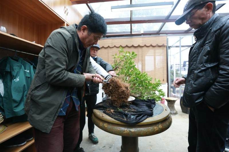 杜鹃盆景的修剪和换盆