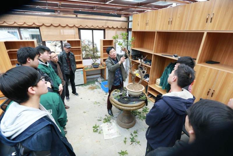 杜鹃盆景的修剪和换盆