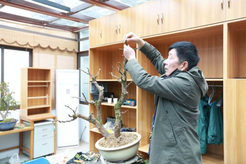 杜鹃盆景的修剪和换盆