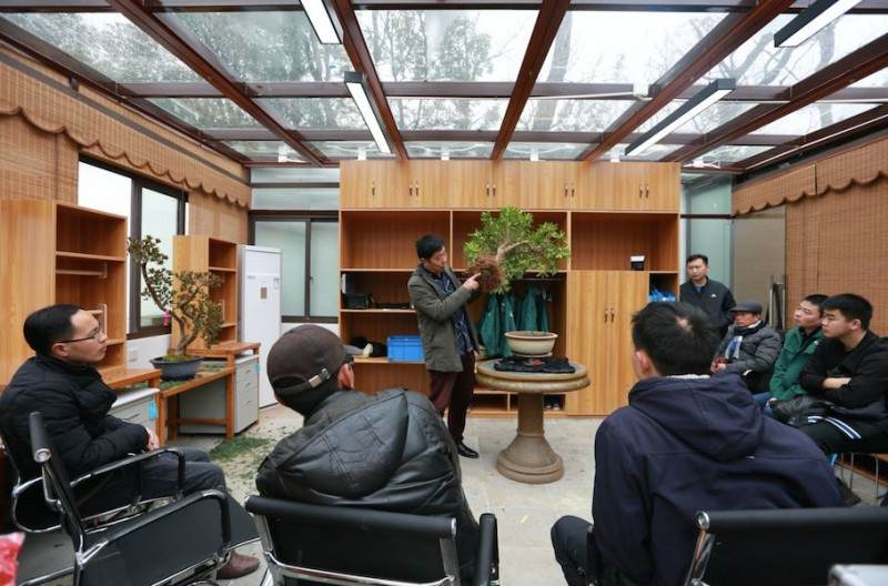 杜鹃盆景的修剪和换盆