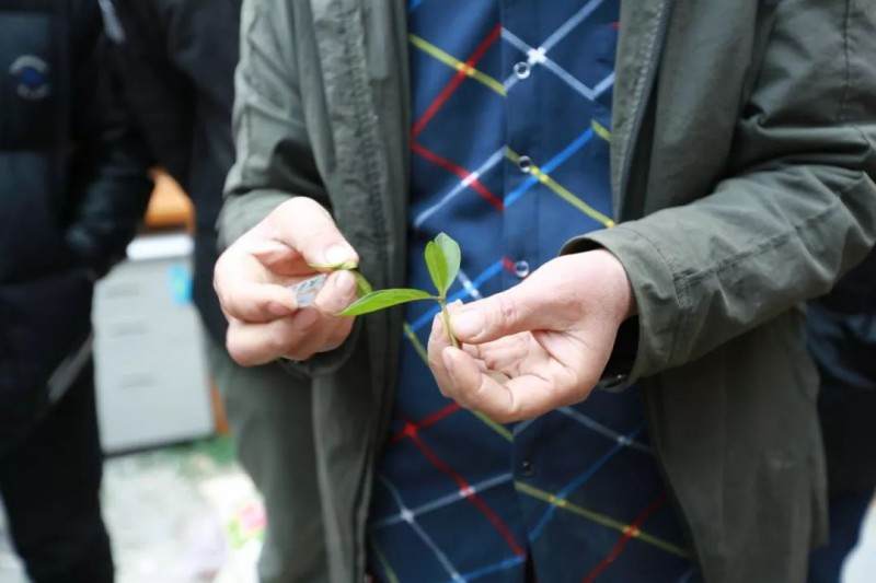 杜鹃盆景的修剪和换盆