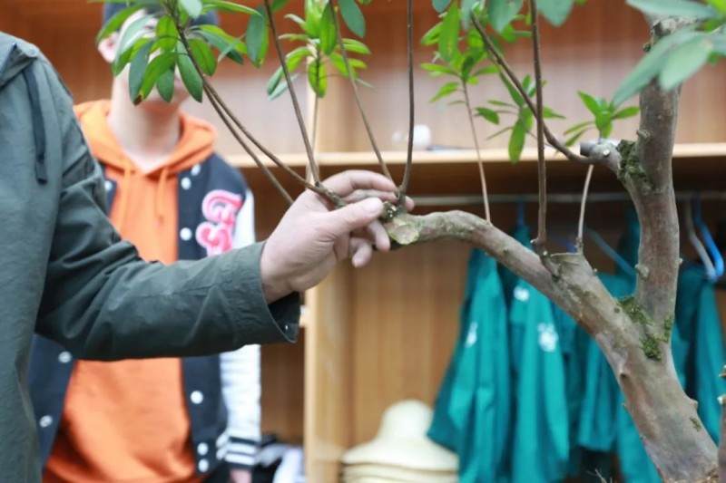 杜鹃盆景的修剪和换盆