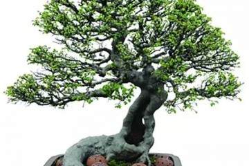 太阳李盆景怎么用生根粉扦插繁殖方法