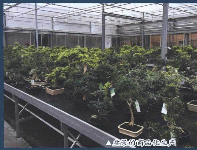 中国盆景在国际市场的发展概况