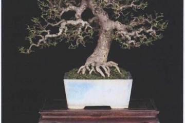 中国盆景在国际市场的发展概况