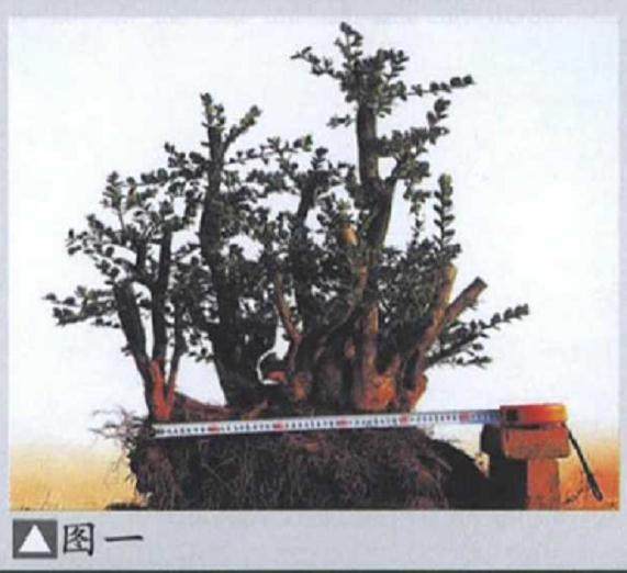 图解 丛林黄杨盆景《童梦》制作过程 5幅