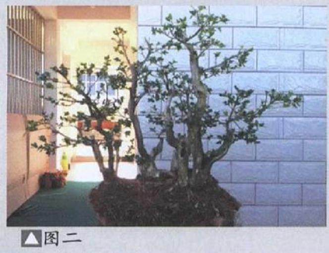 图解 丛林黄杨盆景《童梦》制作过程 5幅