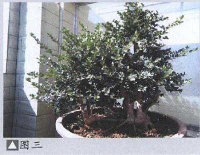 丛林黄杨盆景《童梦》制作过程