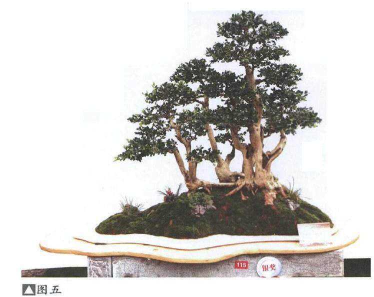 图解 丛林黄杨盆景《童梦》制作过程 5幅