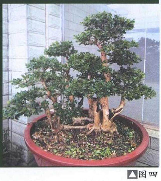 丛林黄杨盆景《童梦》制作过程