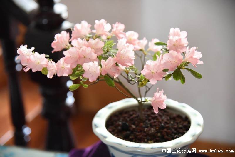 浙江：花甲农村老太热衷经营盆景小天地