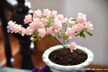 浙江花甲农村老太热衷经营盆景小天地