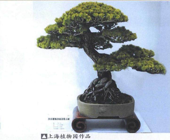 2019迎新春盆景展于1月在上海植物园拉开帷幕