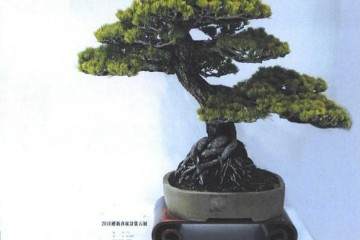 2019迎新春盆景展于1月在上海植物园拉开帷幕