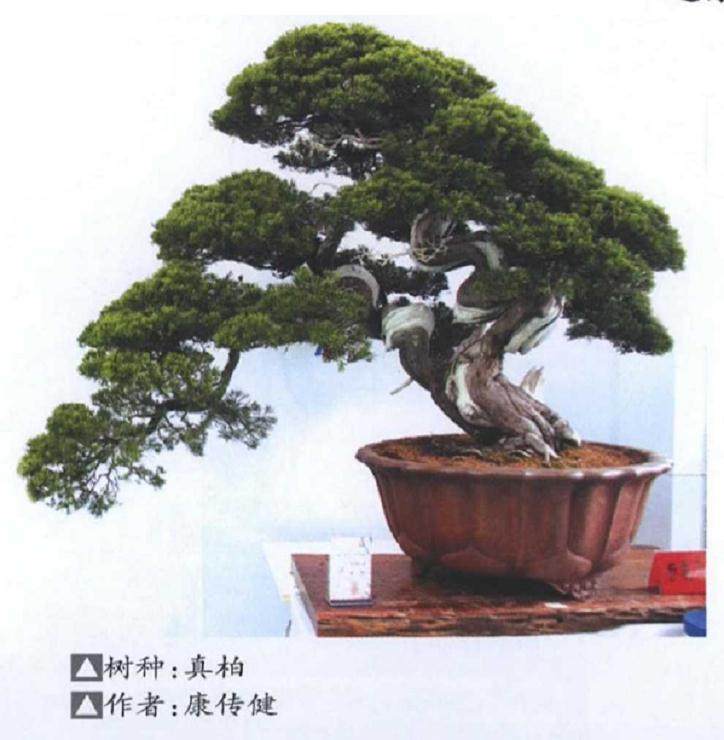 宿迁盆景协会会长陈闯等出席开幕式