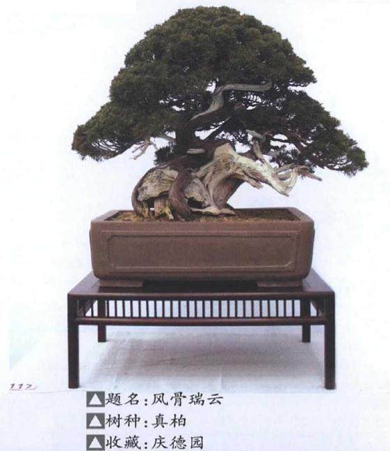 宿迁盆景协会会长陈闯等出席开幕式