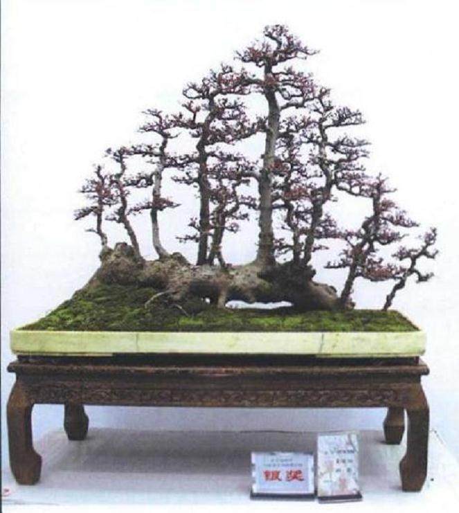 宿迁盆景协会会长陈闯等出席开幕式