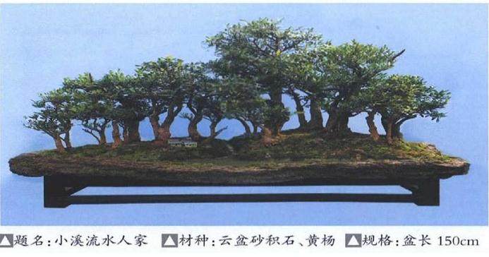 我制作山水盆景的制作后感