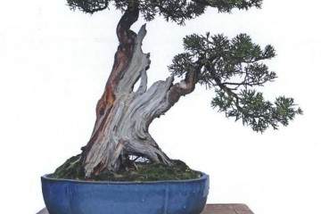 盆景分类浅论盆景艺术是民间艺术