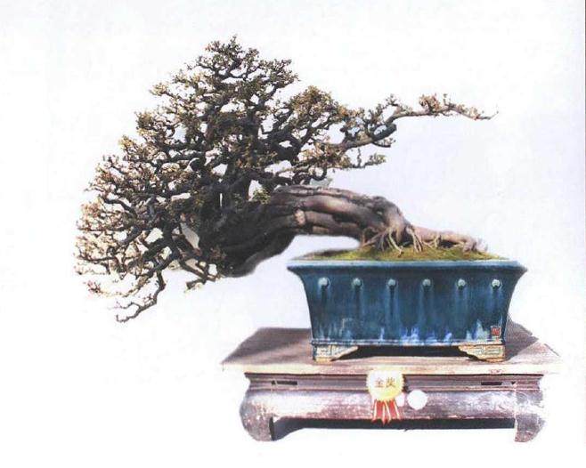 2018海峡两岸厦门盆景精品展