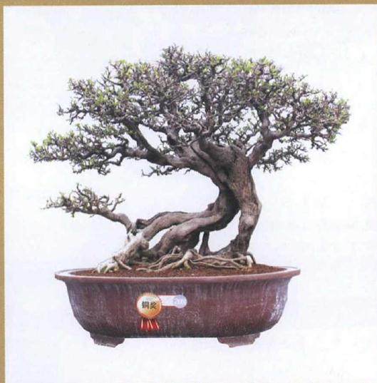 2018海峡两岸厦门盆景精品展