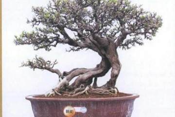 2018海峡两岸厦门盆景精品展