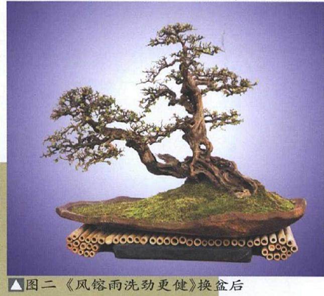 浅谈盆景造型中的空间处理_徐三法