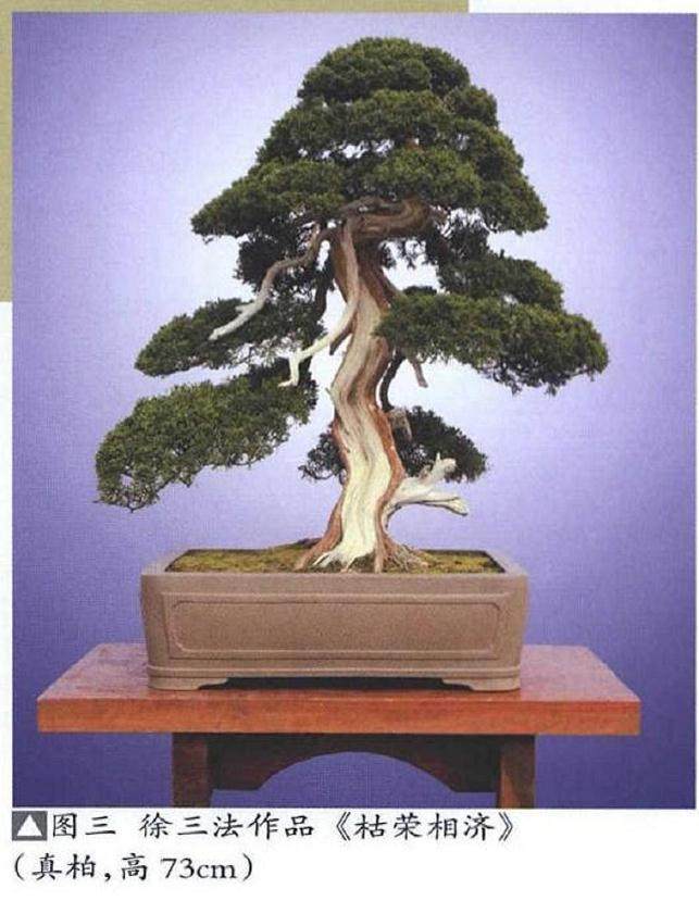 浅谈盆景造型中的空间处理_徐三法