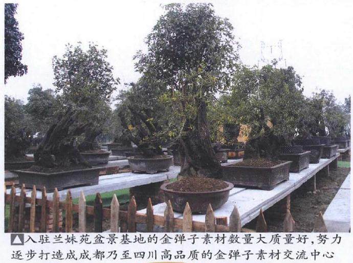 四川拥有极其丰富的金弹子盆景资源