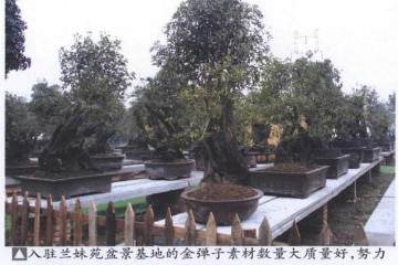 四川拥有极其丰富的金弹子盆景资源