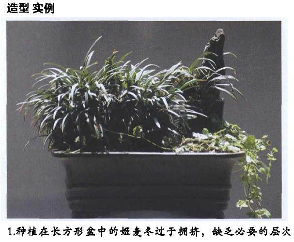 黑麦冬盆景 每月施一次稀薄液肥或以氮肥为主