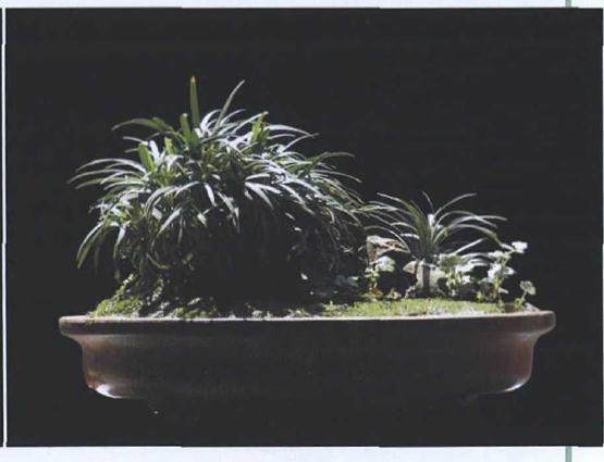 黑麦冬盆景 每月施一次稀薄液肥或以氮肥为主