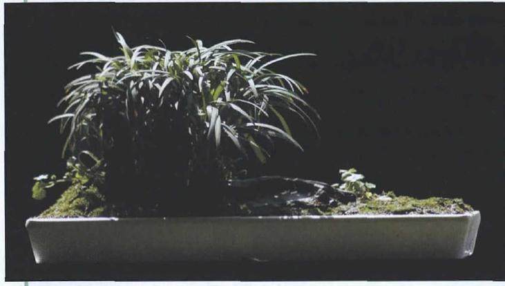 黑麦冬盆景 每月施一次稀薄液肥或以氮肥为主