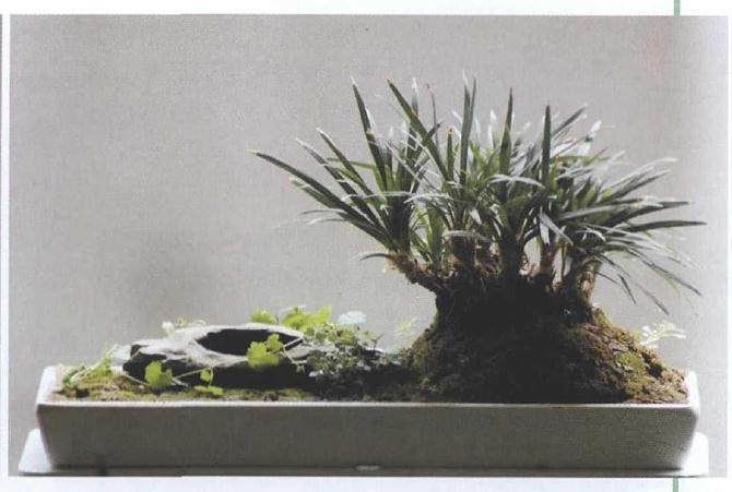 黑麦冬盆景 每月施一次稀薄液肥或以氮肥为主