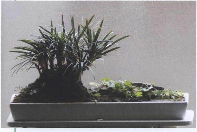 黑麦冬盆景 每月施一次稀薄液肥或以氮肥为主