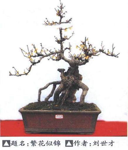 湖北保康举办第三届蜡梅盆景艺术展