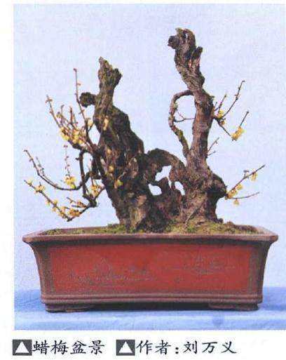 湖北保康举办第三届蜡梅盆景艺术展