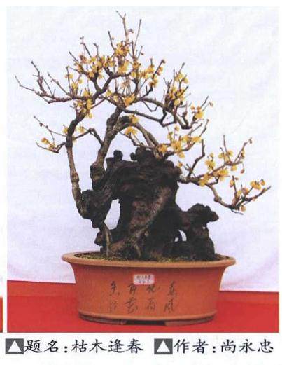 湖北保康举办第三届蜡梅盆景艺术展