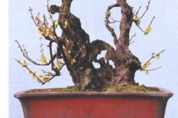 湖北保康举办第三届蜡梅盆景艺术展